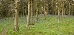 Bluebell Woods   E4102150_34-Pano