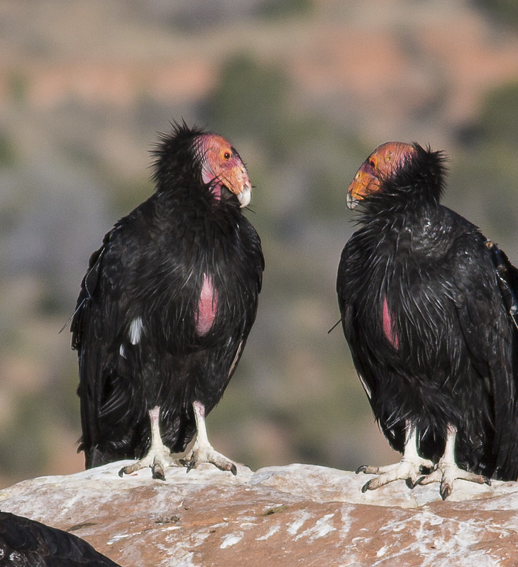 Two condors look at each other at Vermilion Cliffs National Monument