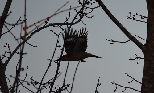 bird birds illinois woodpecker nikon redbelliedwoodpecker 2015 eddyville nikond7100