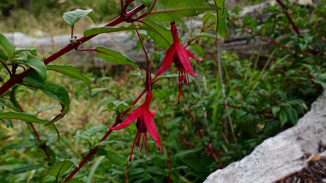 Fuschia magellanica along the trail
