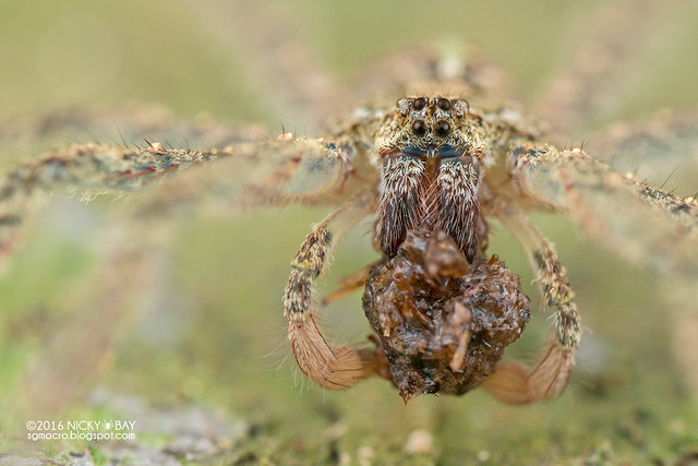 Long-legged wandering spider (Acantheis sp.) - DSC_6820