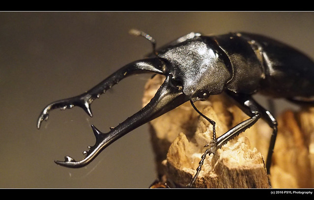 Stag beetle (Family Lucanidae)