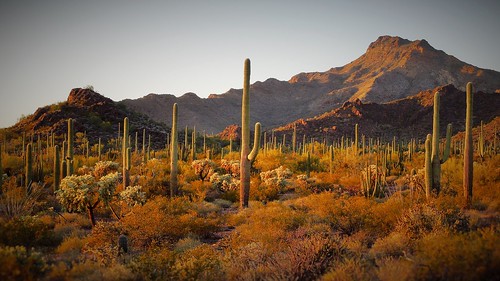 arizona cactus plants usa naturaleza mountain southwest nature landscape outdoors evening us flora desert outdoor dry desierto saguaro organpipecactusnationalmonument danieljordan