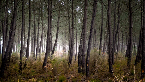 light mist france tree fog mystery pine forest haze pin lumière arbre brouillard forêt mystère