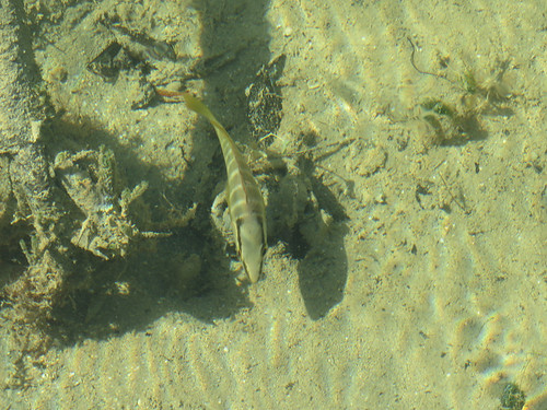 Bonefish Ponds National Park #3