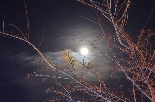 christmas trees sky moon night clouds idaho grangeville