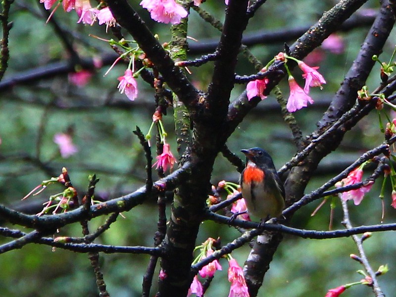 IMG_4246 紅胸啄花 Fire-breasted Flowerpecker