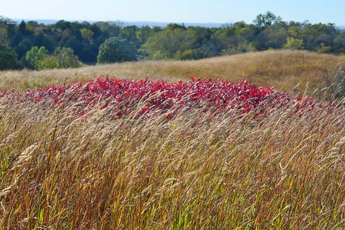 usa landscape nebraska grasses prairie autumnal greatplains westpointne