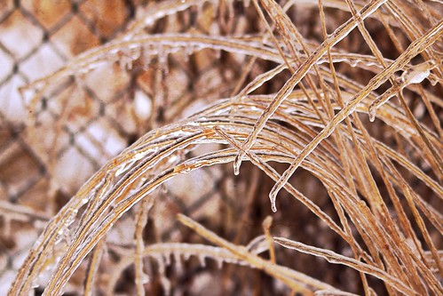 ice nature weather outdoors spring icestorm icy extremeweather ornamentalgrass stockphotography icecovered istockcom ccphotoworkscom