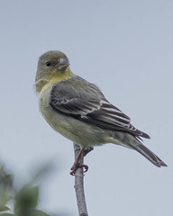 Lesser Goldfinch (Spinus psaltria)