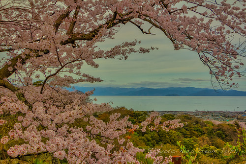 hikone hikonecastle japanesecastles lakebiwa sakura cherryblossoms 彦根城 彦根市 琵琶湖
