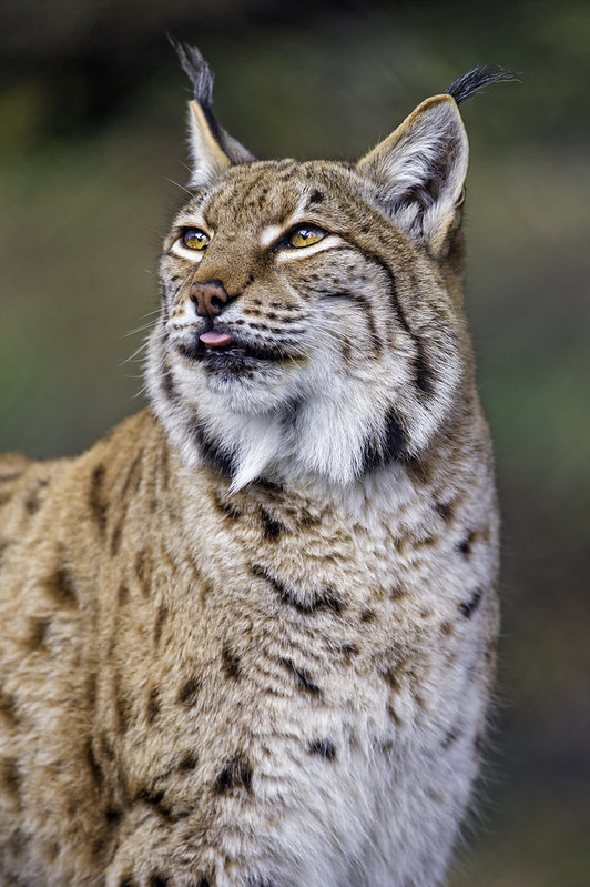 Another nice lynx portrait