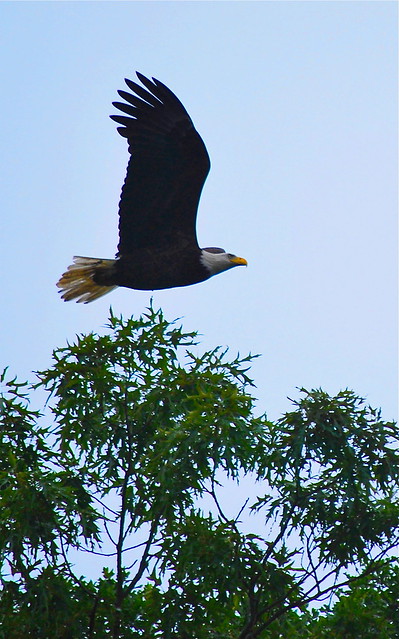 An adult eagle at York River State Park, Virginia