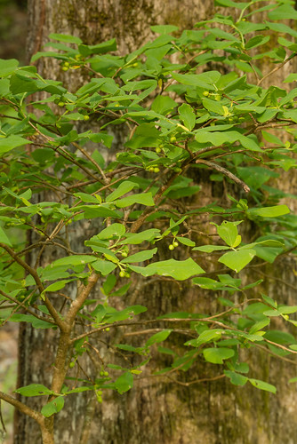 us unitedstates native clinton southcarolina shrub leatherwood dicots thymelaeaceae malvales dircapalustris mezereumfamily leatherbark wicopee ropebark