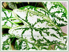 CPotted Caladium 'White Christmas' (Angel-wing White Christmas, Fancy Leaf White Caladium), with gorgeous leaf venation, April 19 2016