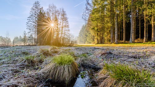 sky water forest sunrise de soleil eau suisse ciel fribourg sunbeam herb forêt ch sunray lever rayons herbe marsens marécage