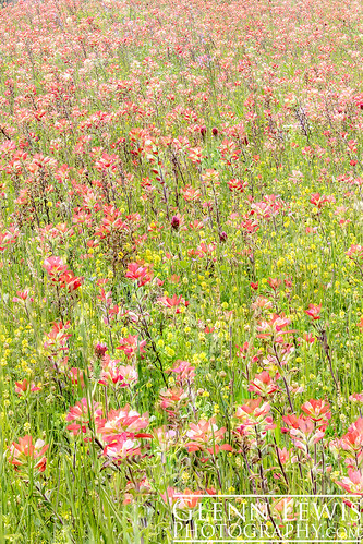 pink flowers usa flower green nature field yellow america photography photo texas photos indian paintbrush indianpaintbrush focusstack glennlewis glennlewisphotography
