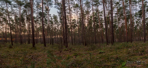 trees sunset forest dark outdoor pflanze landschaft wald baum