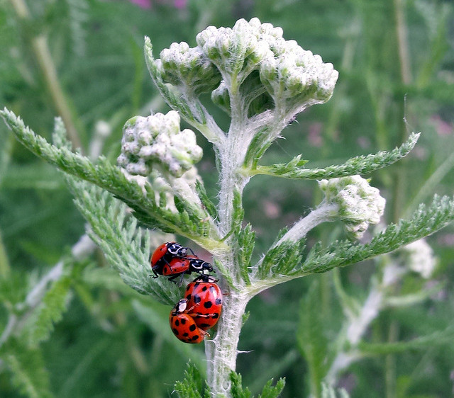 two pairs of mating ladybugs walking on yarrow with no aphids