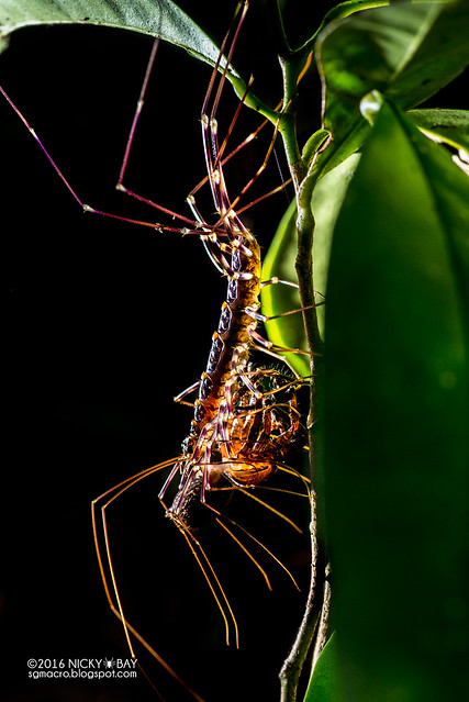 House centipede (Scutigeridae) - DSC_2130