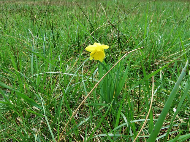 Daffodil in Boluduc's Meadow
