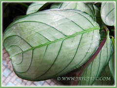 Close-up on leaves of Ctenanthe burle-marxii ‘Amagris’ (Fishbone Prayer Plant), Feb 18 2016