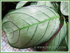 Ctenanthe burle-marxii ‘Amagris’ (Ctenanthe Amagris, Fishbone Prayer Plant)