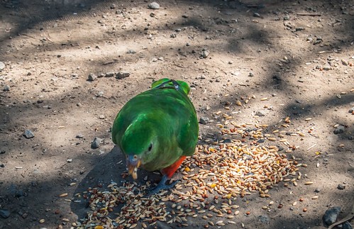 Parrot Feeding