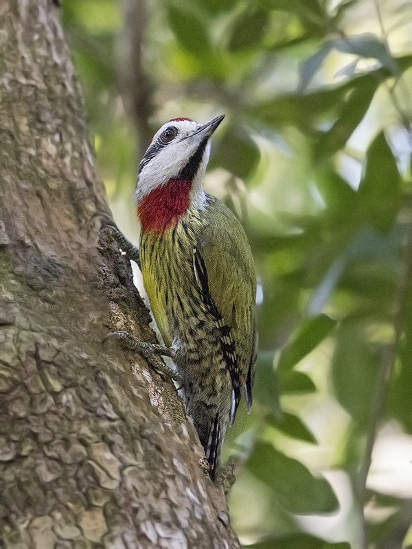 Cuban Green Woodpecker   endemic to Cuba