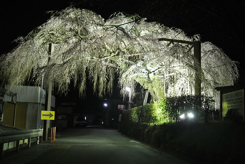 flower japan night cherry nikon view blossoms 桜 日本 sakura mie j1 taiki 三重 大紀