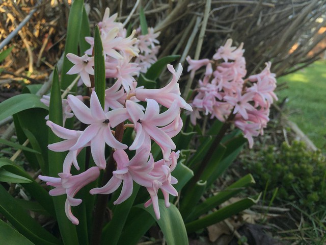 Garden Bloggers' Bloom Day: April 2016