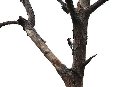 park bird woodpecker state florida wildlife historic battlefield olustee