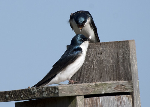 Negri-Nepote: Tree Swallows Courting