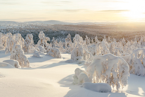 trees winter sunset snow finland inari north lapland fi saariselkä fell 2016 kaunispää