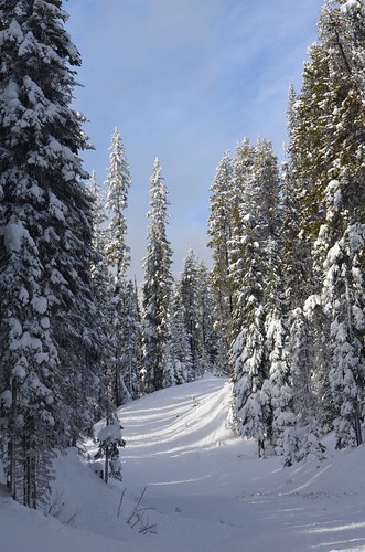 trees snow bc trail apexmountain