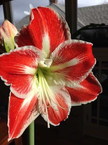 'Minerva' amaryllis. First bloom for me.