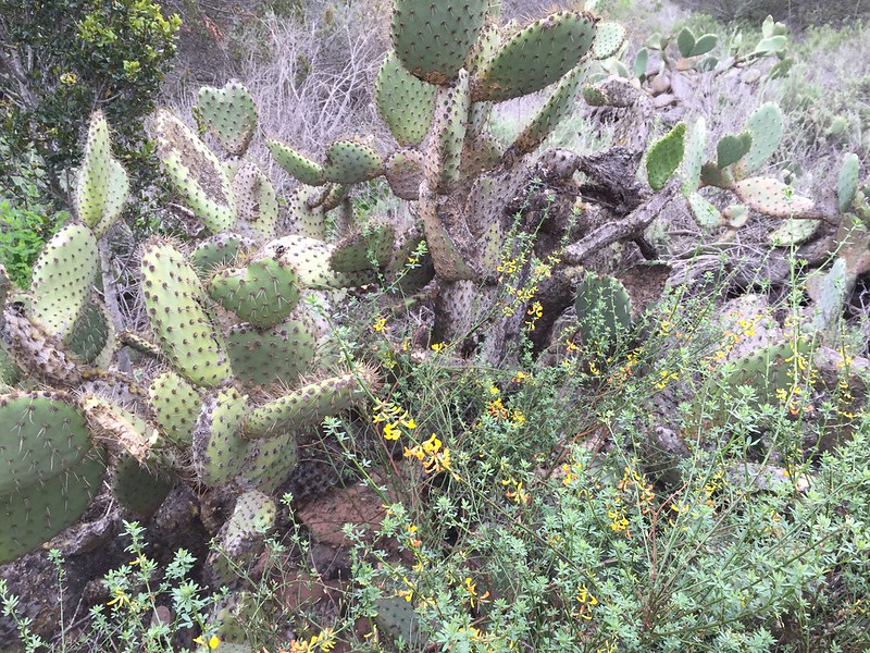 Cactus and Deerweed