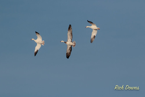 blue snow newmexico us geese unitedstates goose flats management bosque area mass waterfowl bernardo audubon joppa