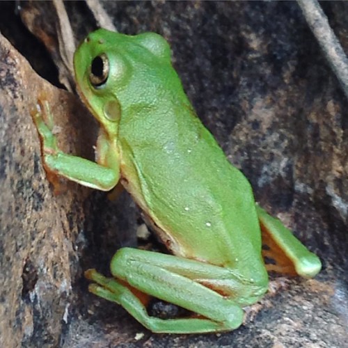 Rigby green frog