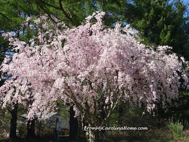 April Weeping cherry 2