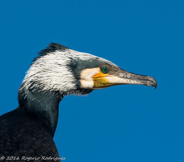 Phalacrocorax carbo - corvo-marinho-de-faces-brancas ( great cormorant )