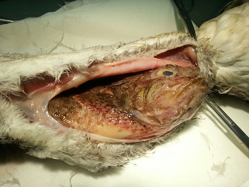 Autopsia del colimbo grande