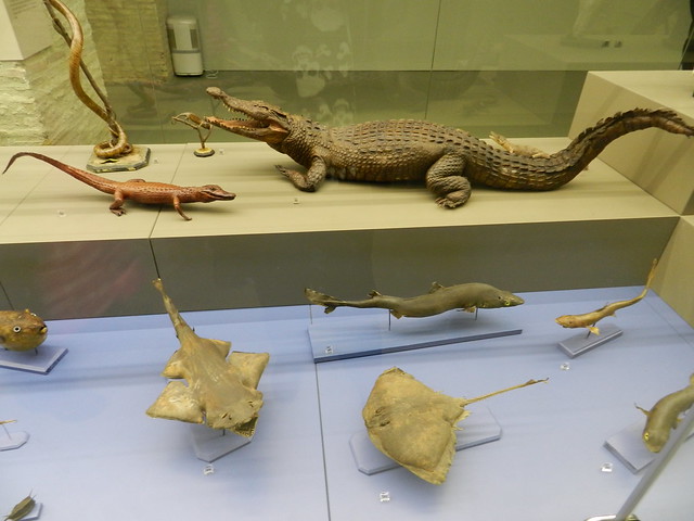 Zaragoza Natural History Museum