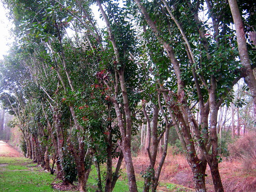 morning trees sky tree nature grass yard landscape outdoors nc backyard natural cloudy lawn northcarolina overcast bark trunk greenery limb lumberton rowoftrees robesoncounty walnutmanor