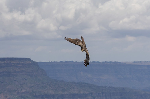 africa nature clouds reisen eagle action wildlife birding adler canyon birdsinflight vögel et bif äthiopien greifvögel tawnyeagle ethopia oromia debrelibanos