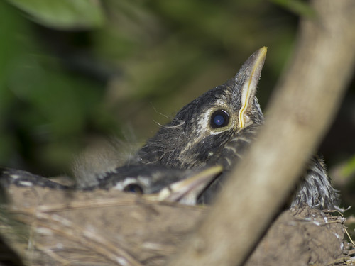 baby nest robins arkansas juvenile turdus batesville