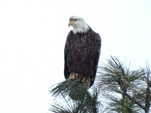 eagle hawk