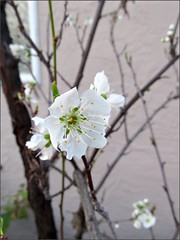 Santa Rosa Plum blossoms