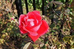 Rose at Bravo Lake Botanical Gardens in Woodlake, Ca.