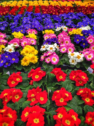 flowers spring colorful